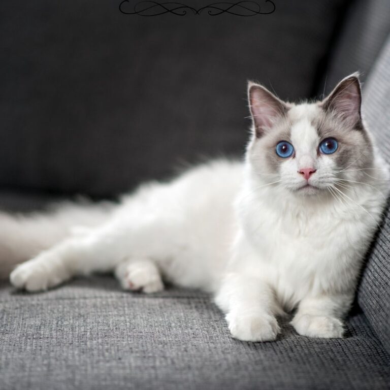a cat lying on a couch