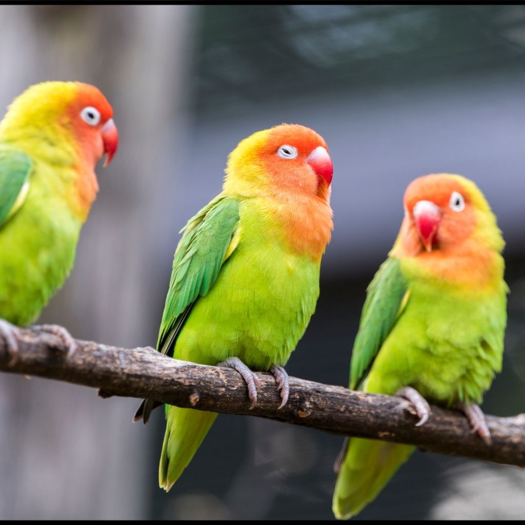 Bird