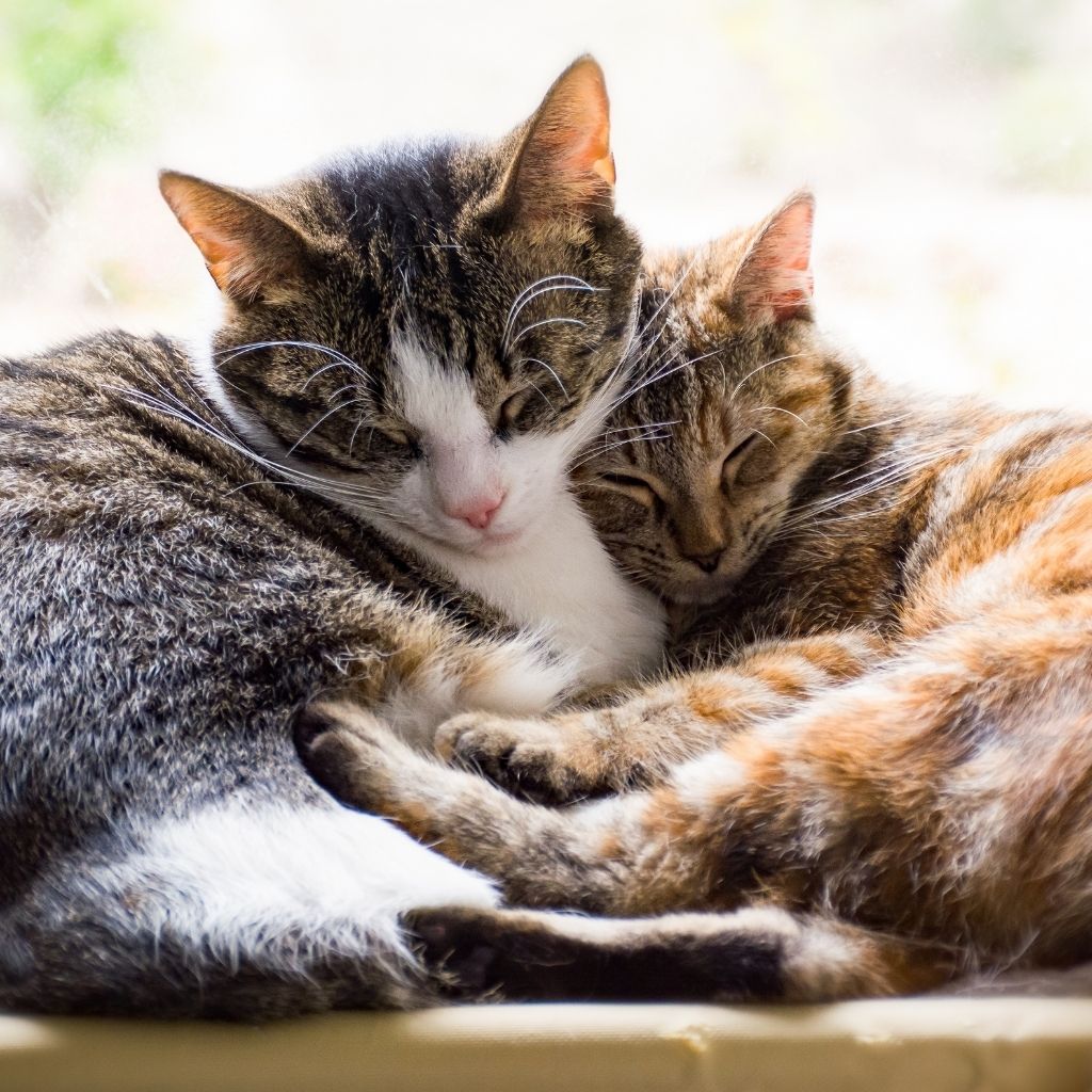 cats
