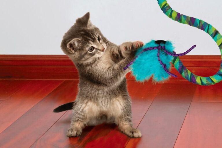 Grey tabby kitten on a wooden floor batting at a colorful fuzzy toy on a string. A playful example of Cat Enrichment Ideas using interactive toys.