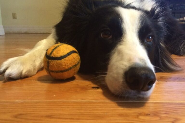 A black and white border collie with a tennis ball between the paws.