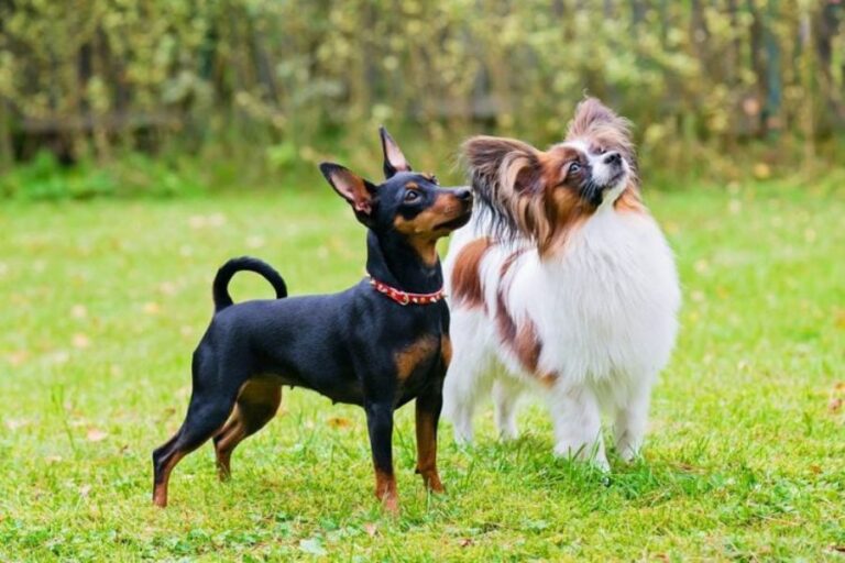 Two small dog breeds standing on green grass in a park, with one black and tan Miniature Pinscher looking up and a fluffy white and brown Papillon beside it. This image highlights the charm and size variety found in popular Small Dog Breeds.