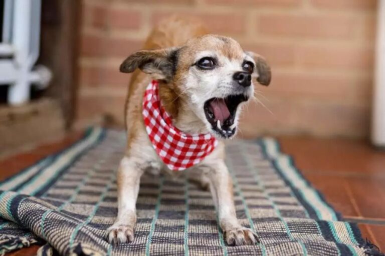 A small dog with a red neckerchief stood on a mat outside a door barking.