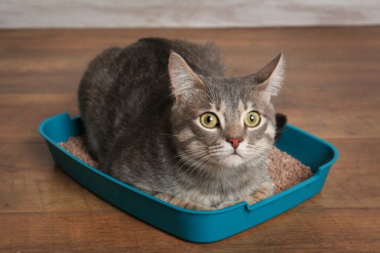 A gray tabby cat with wide, alert eyes sits inside a teal litter box filled with clumping litter. The image humorously captures a common scenario that may hint at litter box problems, such as lingering or inappropriate behavior.