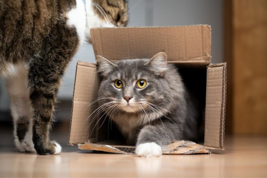 Fluffy gray cat peeking out of a cardboard box while another cat stands nearby. Cardboard boxes provide simple and effective Cat Enrichment Ideas for curious cats.