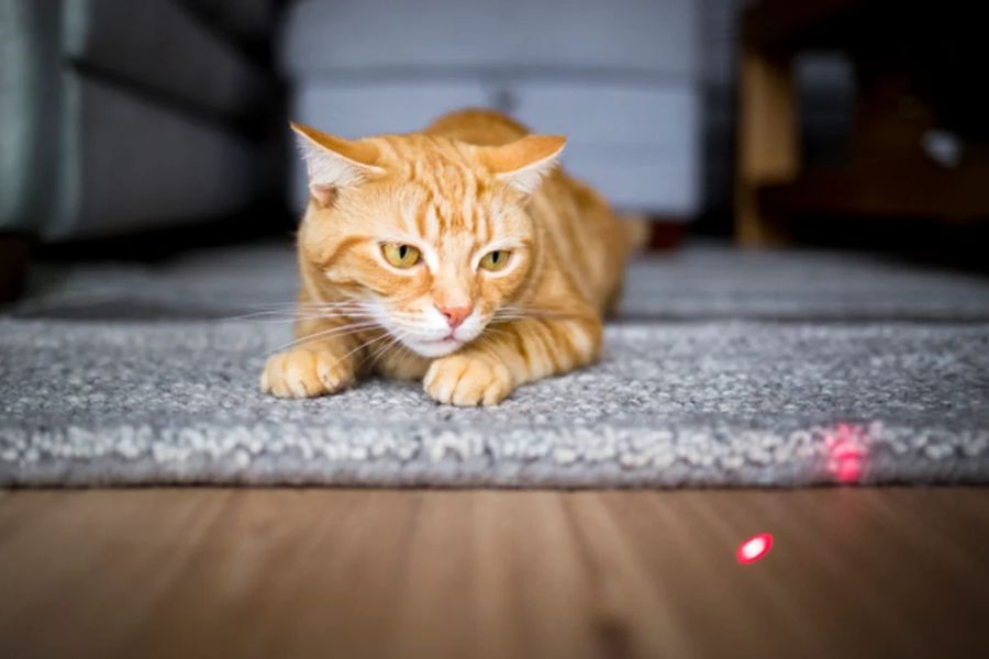 Orange tabby cat crouched on a rug, focused intently on a red laser dot on the floor. Laser pointers are popular Cat Enrichment Ideas for engaging a cat’s hunting instincts.