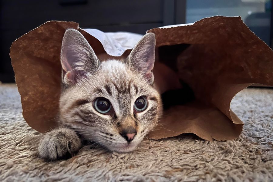 Light gray tabby cat hiding inside a crinkled paper bag on a carpeted floor. Paper bags are low-cost Cat Enrichment Ideas that encourage hiding and play.