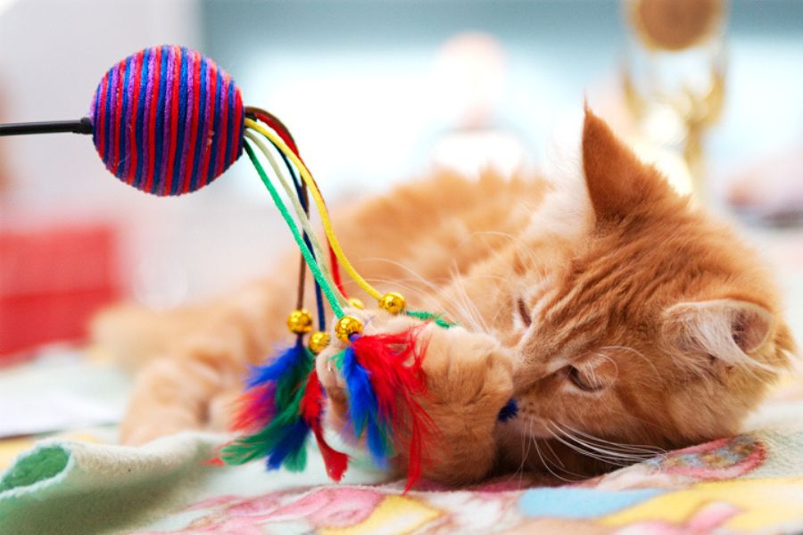 Orange kitten lying on a colorful blanket, playing with a ball toy decorated with feathers and bells. Bright, textured toys are excellent Cat Enrichment Ideas for young cats.