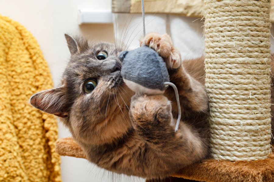Long-haired cat gripping a hanging plush mouse toy attached to a scratching post. Scratching posts with dangling toys combine physical and mental Cat Enrichment Ideas.