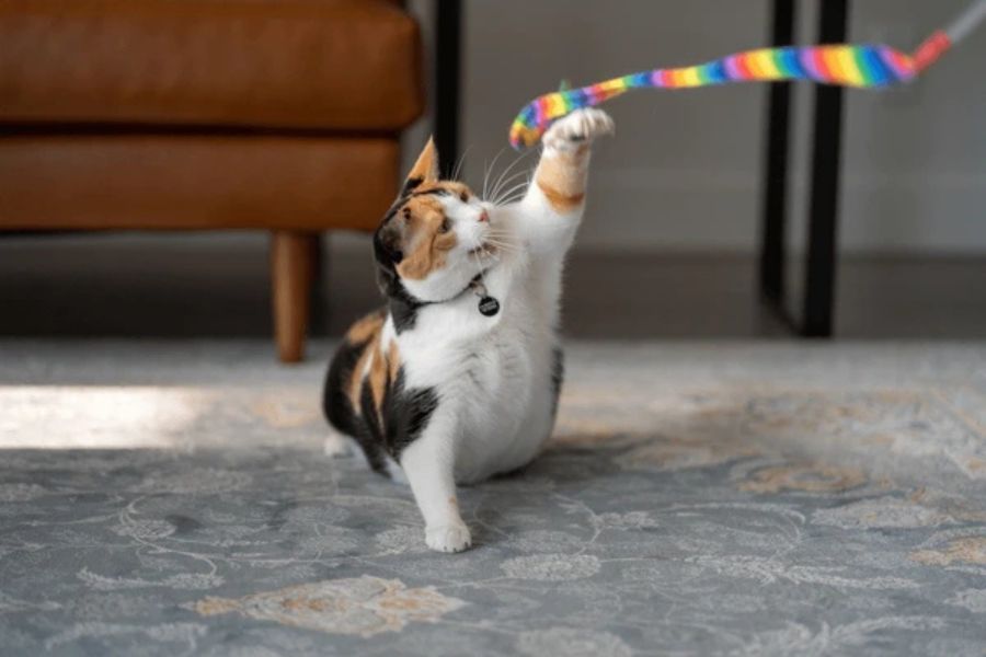 Calico cat reaching up with one paw to bat at a rainbow-colored string toy. Wand toys are versatile Cat Enrichment Ideas for exercise and bonding.