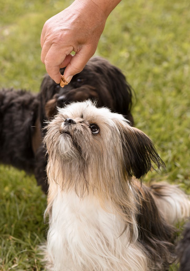 7 Ways to Stop Your Dog From Barking Incessantly: A Survival Guide for Owners Everywhere 3 A cute Shih Tzu puppy sits attentively, looking up at a treat held by a hand.