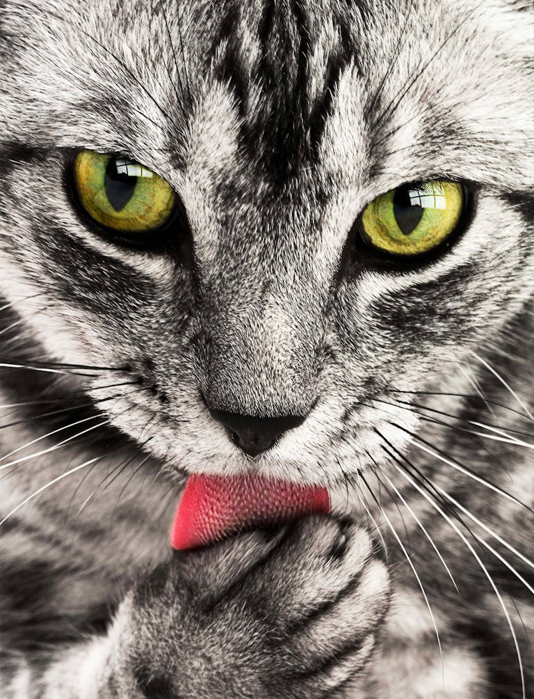 A detailed close-up shot of a grey and white cat licking its paw while looking directly at the camera. Cat Behavior
