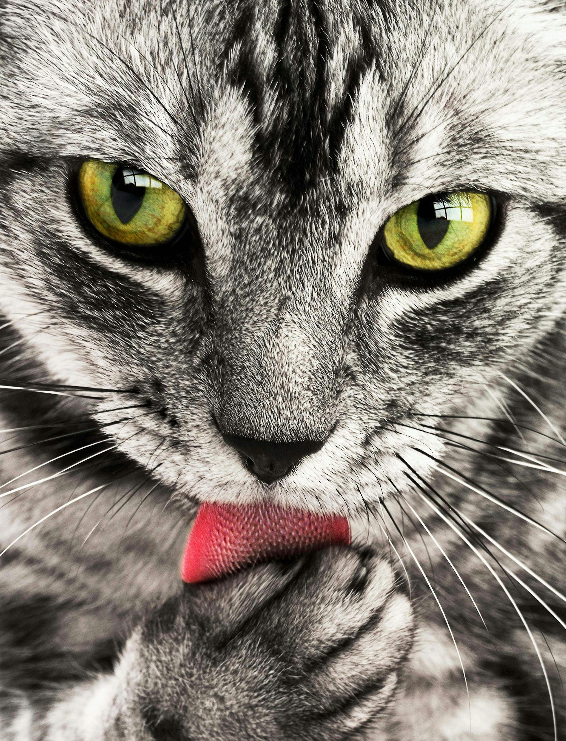 A detailed close-up shot of a grey and white cat licking its paw while looking directly at the camera. Cat Behavior