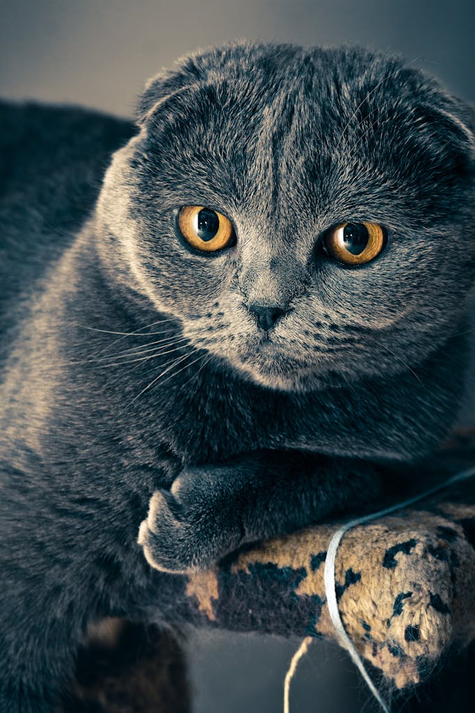 A detailed portrait of a Scottish Fold cat highlighting its distinct ears and amber eyes.