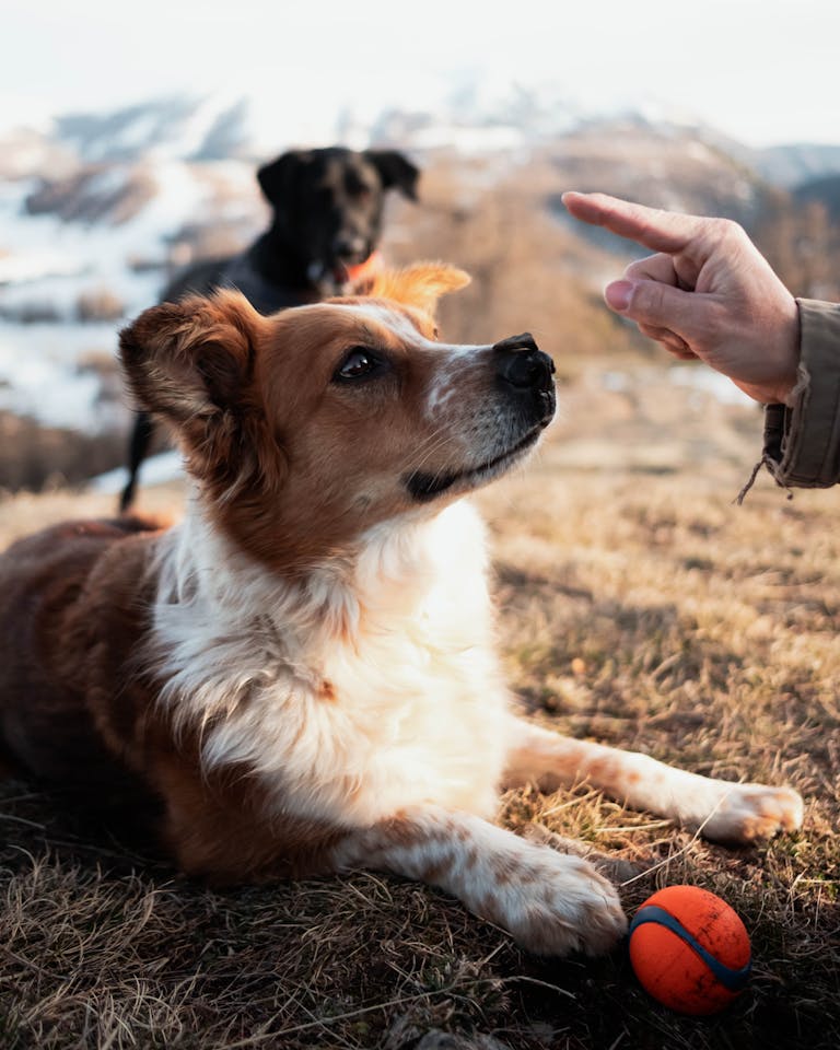 A dog attentively listens during outdoor training with a ball and human hand in the frame.
