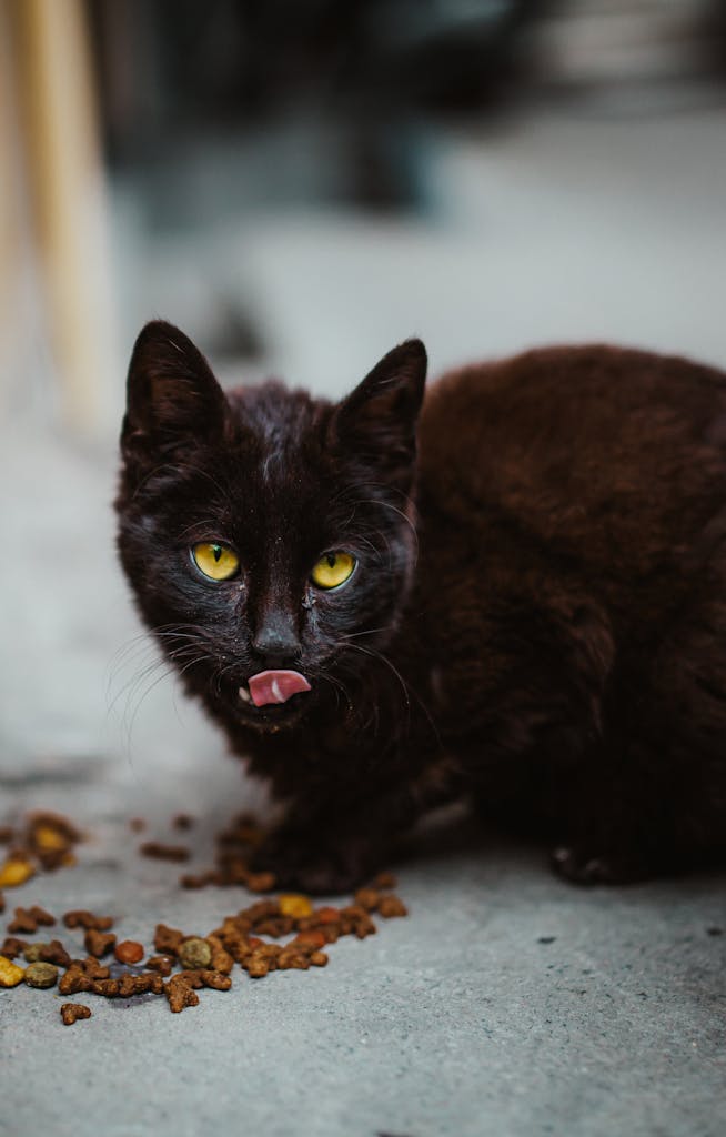 10 Toxic Foods Your Cat Should Never Eat 3 A stray black cat with bright eyes eating food outdoors on a street