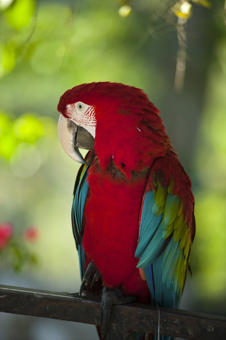 A stunning Scarlet Macaw perched gracefully, showcasing its vivid red and blue feathers against a leafy backdrop. Parrots