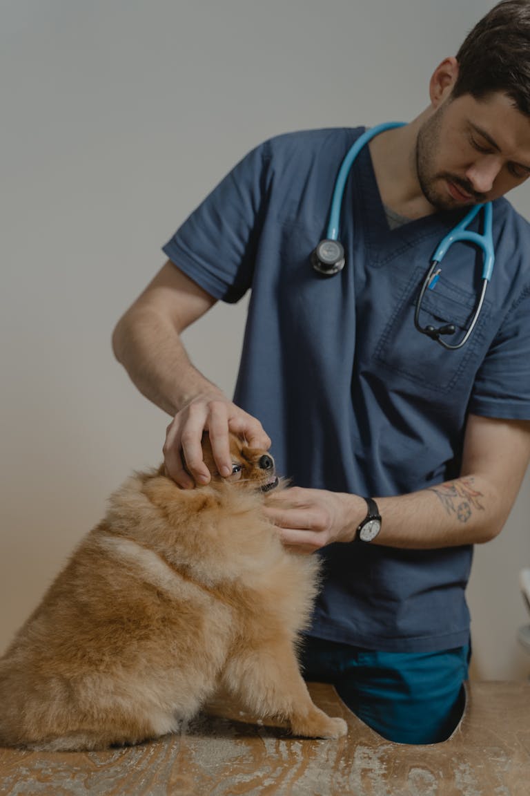 A veterinarian in blue scrubs attentively examines a fluffy dog in a clinic. Illness in Dogs