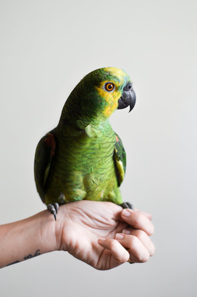 5 Mistakes to Avoid When Training Your Parrot