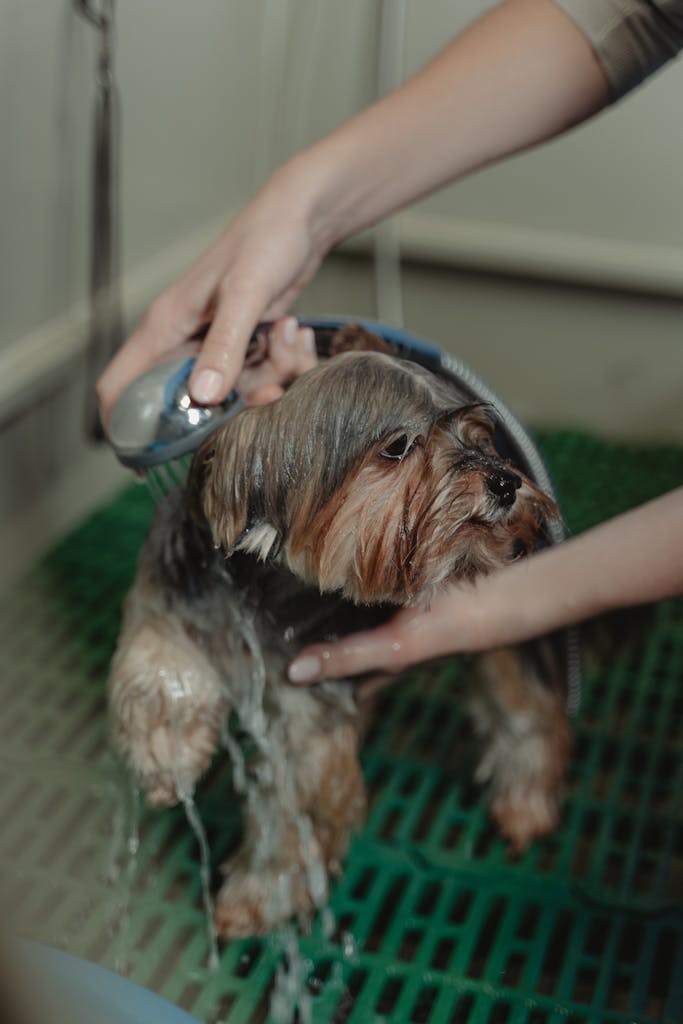 How to Keep Your Dog's Coat Shiny and Healthy All Year Round 2 A Yorkshire Terrier dog being showered during grooming inside a pet care facility.