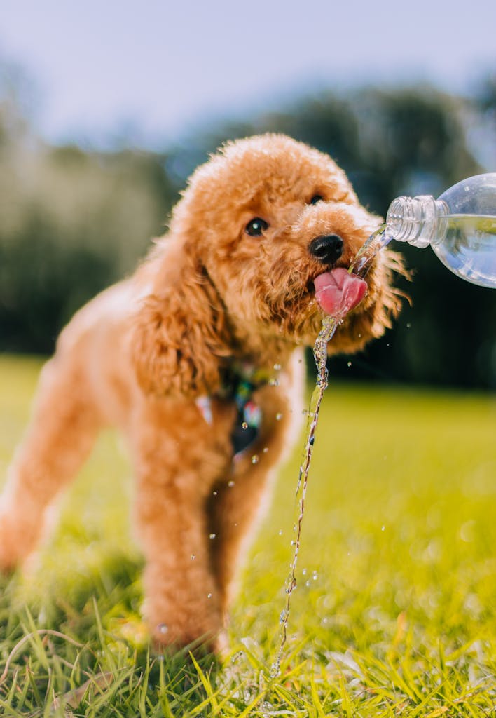 How to Keep Your Dog's Coat Shiny and Healthy All Year Round 3 Adorable toy poodle quenching thirst from a bottle in a sunny park.