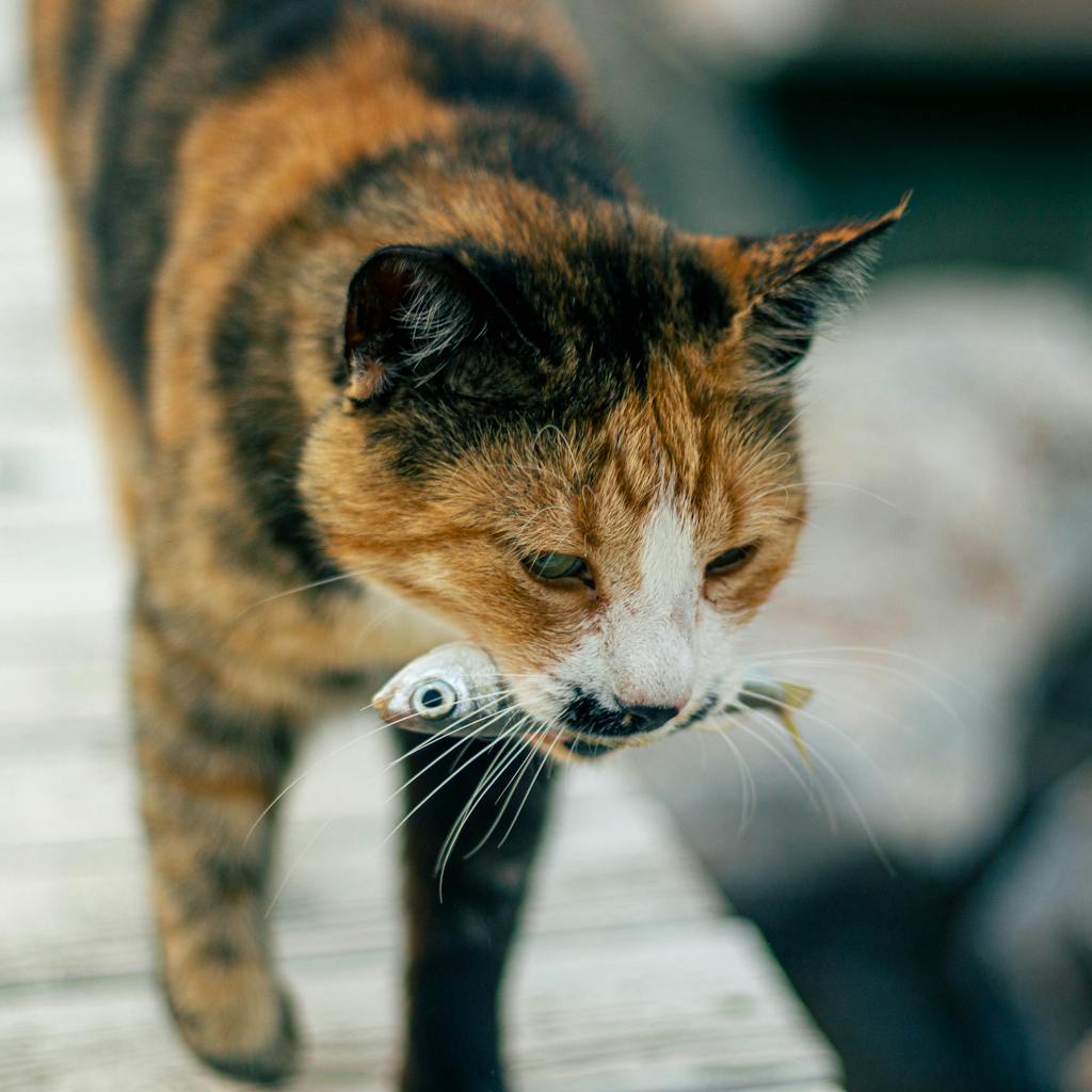 10 Toxic Foods Your Cat Should Never Eat 2 Calico cat carrying a fish outdoors. Captured with Canon EOS 100D.