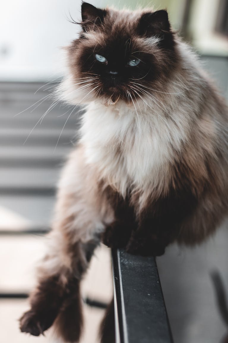 Charming Himalayan cat with striking fur and blue eyes sitting gracefully on a ledge indoors. Playful Cat Breeds