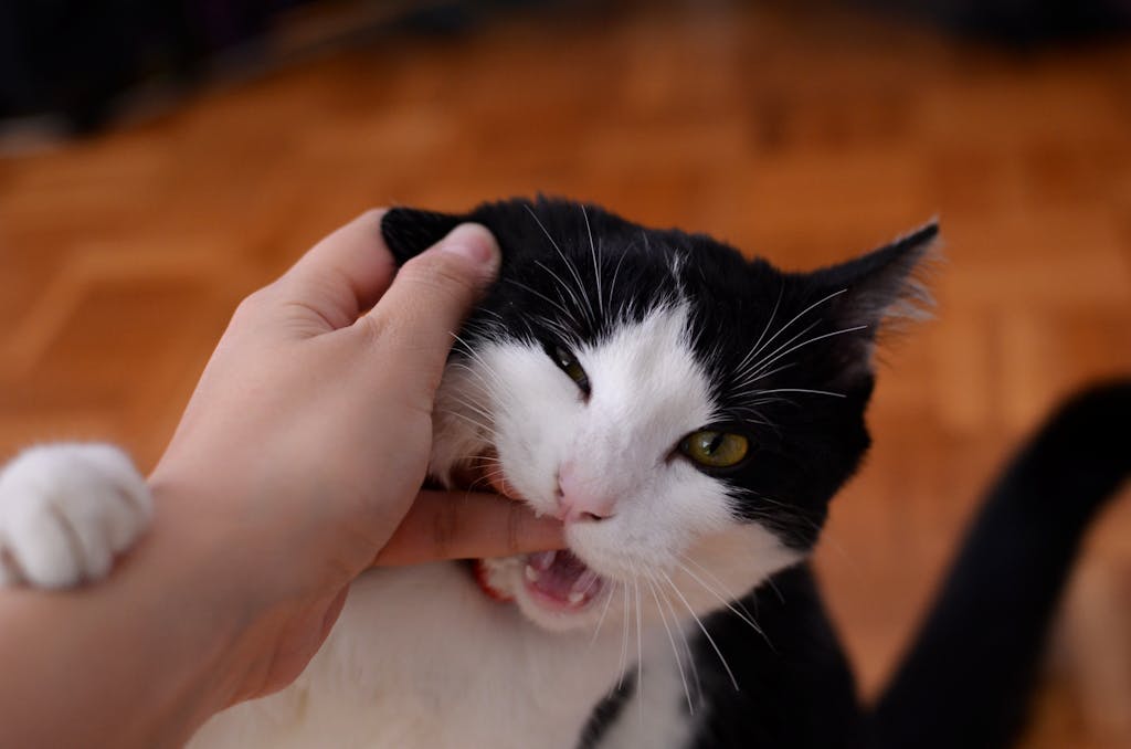The Secret Language of Cats: Decoding 12 Common Cat Behaviors to Better Understand Your Feline Friend 7 Close-up of a black and white kitten playfully biting a person's finger.