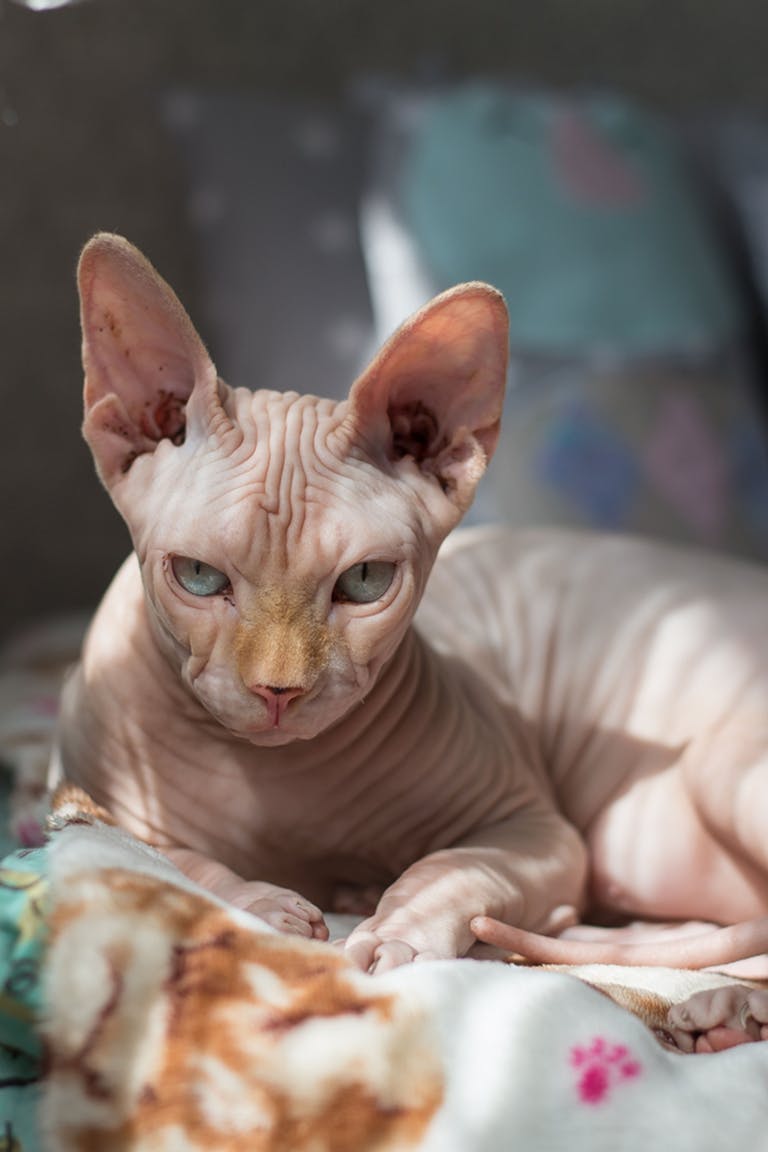 Curious Sphynx cat lounging on a cozy blanket with sunlight streaming in, showcasing its unique features. Low-Maintenance Cat Breeds