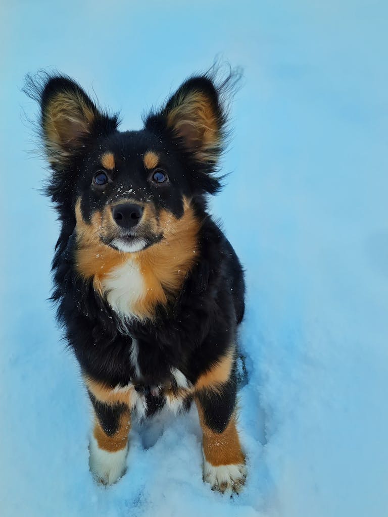 Cute Australian Shepherd puppy sitting in snow, showcasing fluffy coat and bright eyes. Lesser-Known Dog Breeds