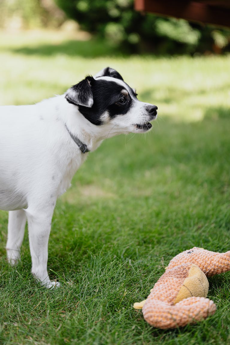 Cute black and white dog barking at a toy in the grass. Outdoor pet playtime scene. excessive barking