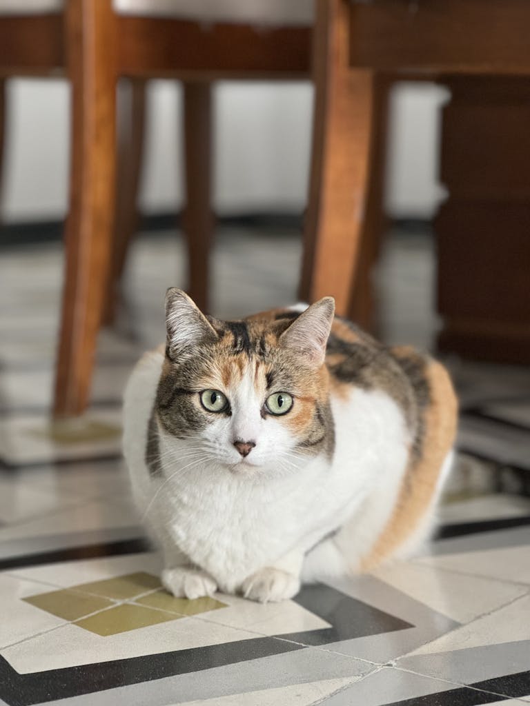 Cute calico cat sitting on a patterned tiled floor indoors. Perfect for cat lovers. Indoor Cat