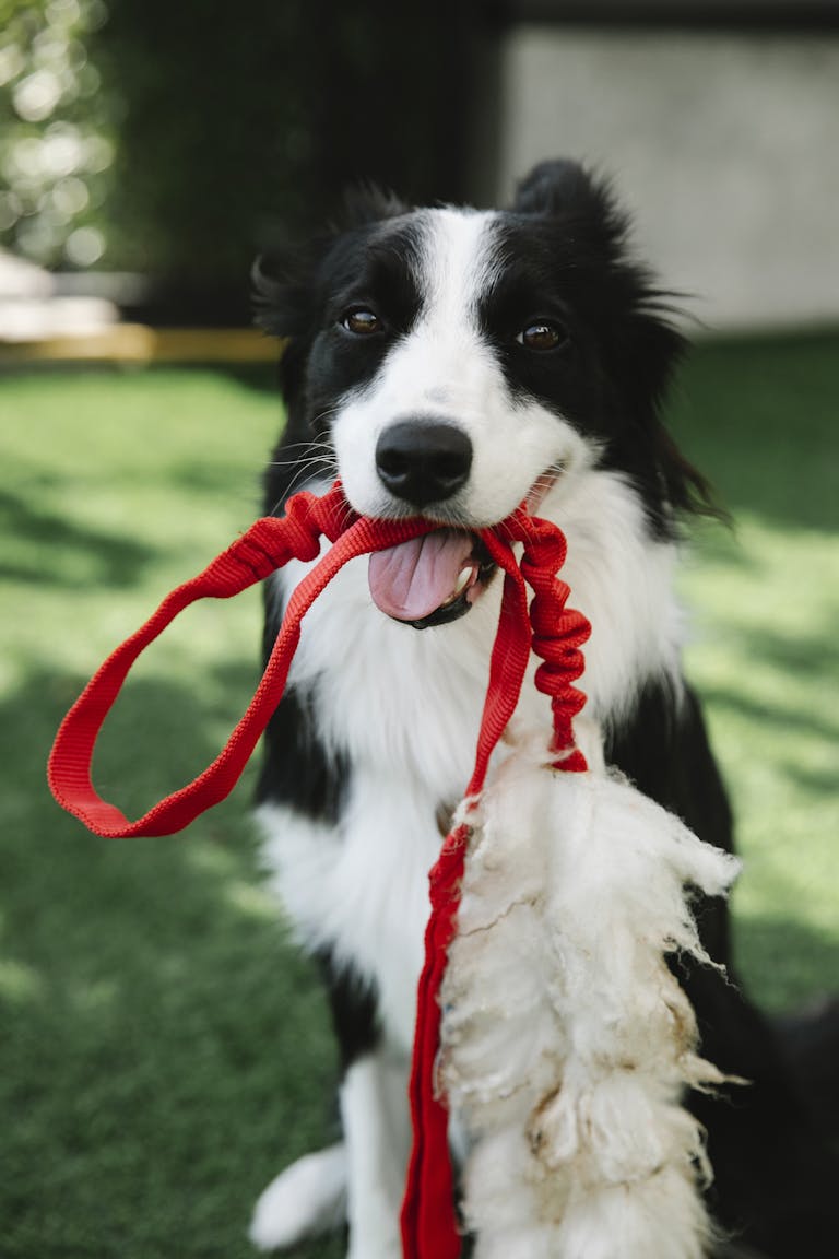 Cute fluffy Border Collie dog with mouth opened sitting on grass with leash. keeping your dog active