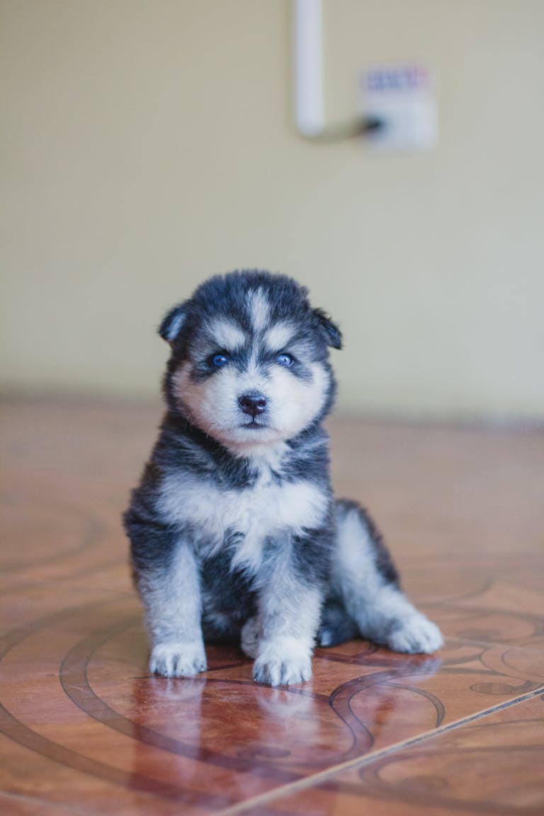 Cute husky puppy with blue eyes sitting on a tiled floor indoors. House Training