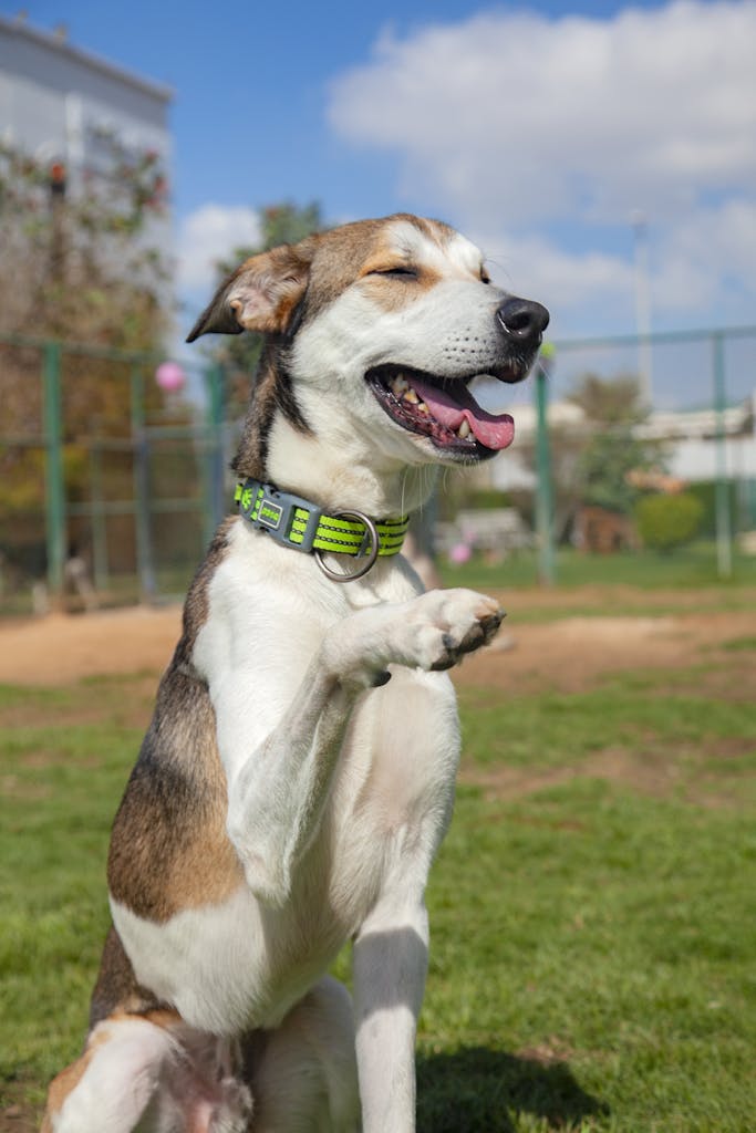 7 Ways to Stop Your Dog From Barking Incessantly: A Survival Guide for Owners Everywhere 2 Happy dog with paw lifted, sitting on grassy field in a sunny park. excessive barking
