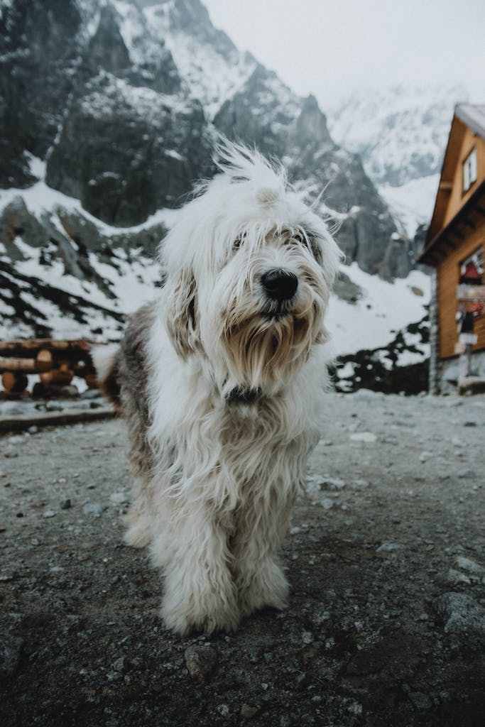 Dog-Friendly Vacation Spots in the U.S. 2 Mountain dog