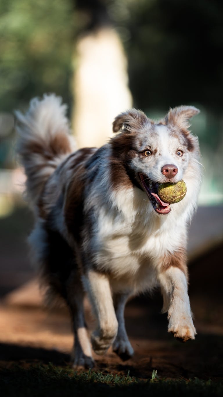 Play With Your Dog
