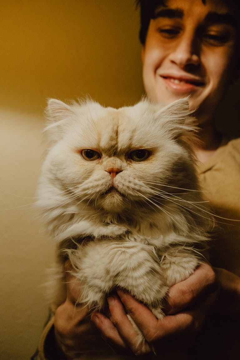 Smiling man holding a fluffy Persian cat, captured in a warm indoor setting. exotic cat breeds