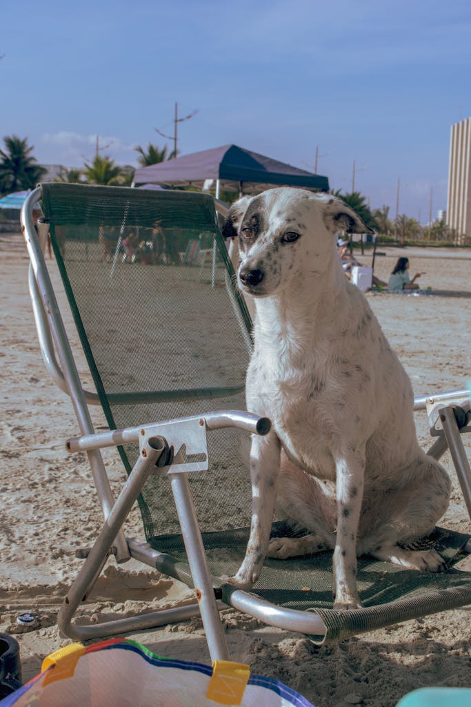 Dog-Friendly Vacation Spots in the U.S. 1 Spotted dog enjoying the sunny beach on a chair, perfect vacation vibe.