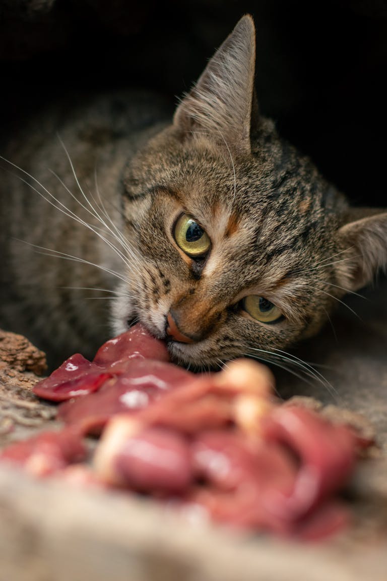 Tabby cat in close-up enjoying raw meat in natural setting. Toxic Foods Your Cat Should Never Eat