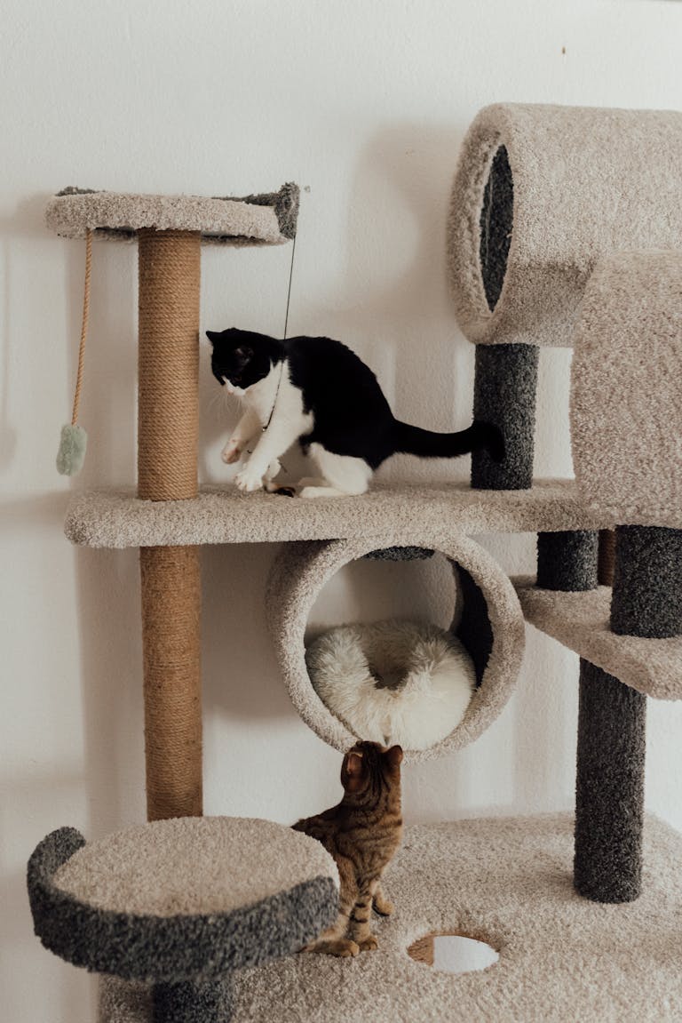 Creating the Perfect Cat Tree: What to Look For 1 Two playful cats on a modern cat tree, exploring their indoor playground. Cat Tree