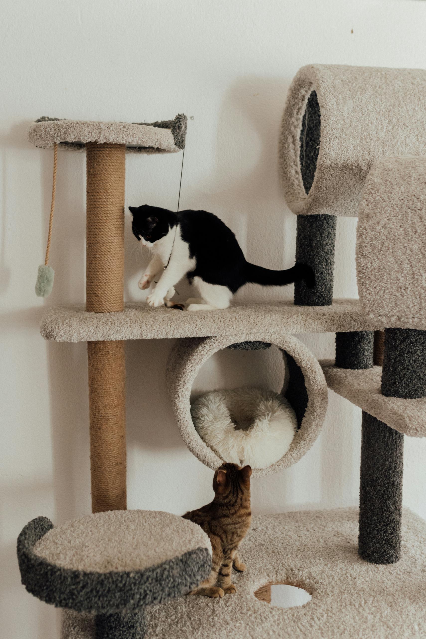Two playful cats on a modern cat tree, exploring their indoor playground. Cat Tree