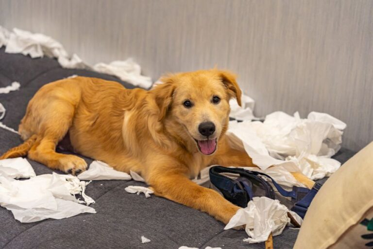 Golden retriever lying on a couch surrounded by shredded tissues and a chewed item, looking happy but mischievous. This visual supports tips for keeping your dog out of trouble by highlighting the chaos that can happen when dogs are left unattended.