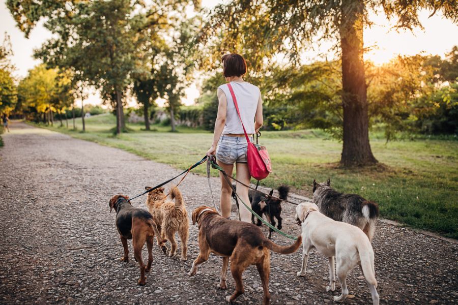 7 Expert Tips for Keeping Your Dog Out of Trouble When You're at Work 8 A person walks several dogs on leashes through a tree-lined park at sunset. Regular walks are a core part of tips for keeping your dog out of trouble by preventing pent-up energy.A person walks several dogs on leashes through a tree-lined park at sunset. Regular walks are a core part of tips for keeping your dog out of trouble by preventing pent-up energy.