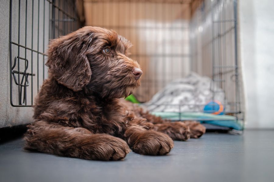 7 Expert Tips for Keeping Your Dog Out of Trouble When You're at Work 3 A fluffy brown puppy rests calmly inside a crate with a blanket and colorful toys. Crate training shown here is a helpful part of tips for keeping your dog out of trouble.