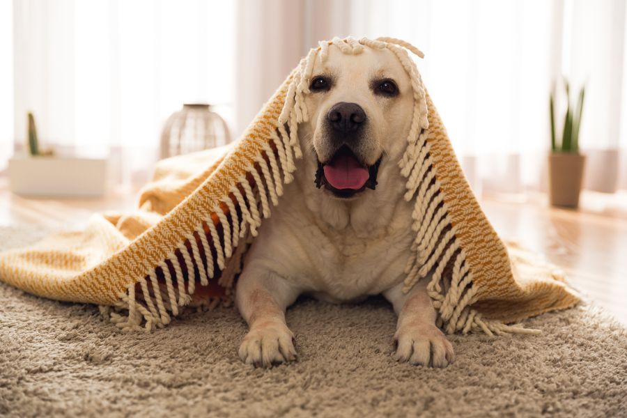 7 Expert Tips for Keeping Your Dog Out of Trouble When You're at Work 7 A smiling Labrador lies under a fringed blanket on a cozy carpet, peeking out with a relaxed expression. Comfort and indoor enrichment are key tips for keeping your dog out of trouble during downtime.