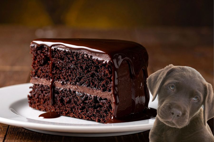 10 Foods You Shouldn’t Give Your Dog at Christmas As They Are More Dangerous Than You Think 4 A rich slice of chocolate cake covered in glossy chocolate ganache sits on a white plate, with a curious puppy looking on beside it. Chocolate is one of the key foods you shouldn’t give your dog at Thanksgiving due to its toxicity.