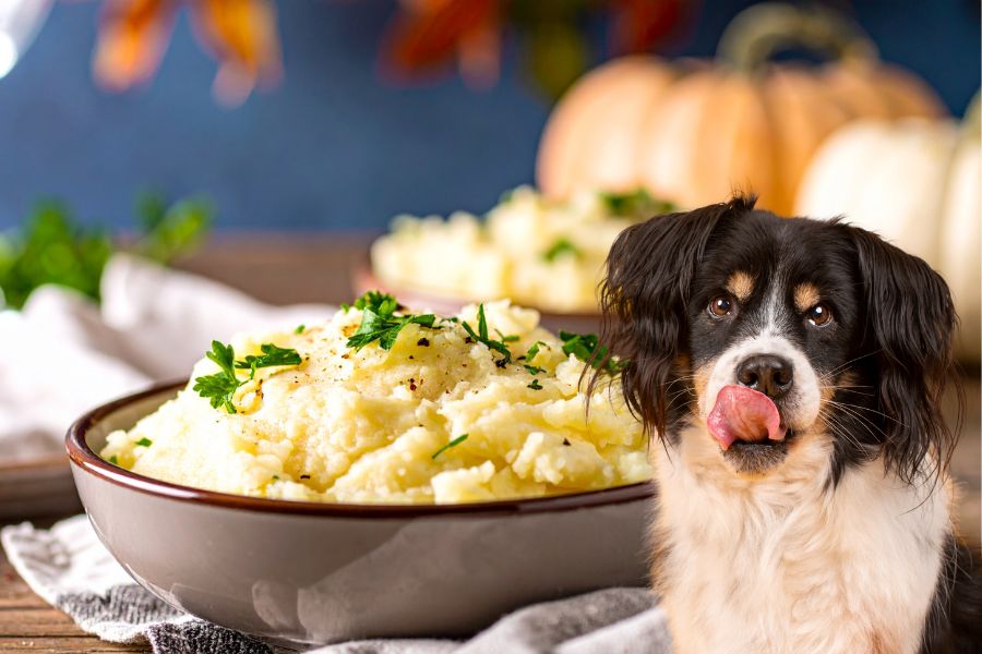 10 Foods You Shouldn’t Give Your Dog at Christmas As They Are More Dangerous Than You Think 5 A bowl of creamy mashed potatoes garnished with parsley is in focus while a dog beside it licks its lips. Mashed potatoes are one of the foods you shouldn’t give your dog at Thanksgiving, especially when made with butter, milk, or garlic.