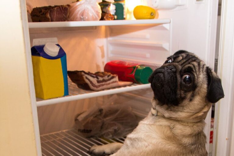 A pug stares wide-eyed at the camera while caught looking into an open refrigerator stocked with food. This funny moment embodies one of the most relatable "Things Your Dog Would Tell You If They Could Talk."