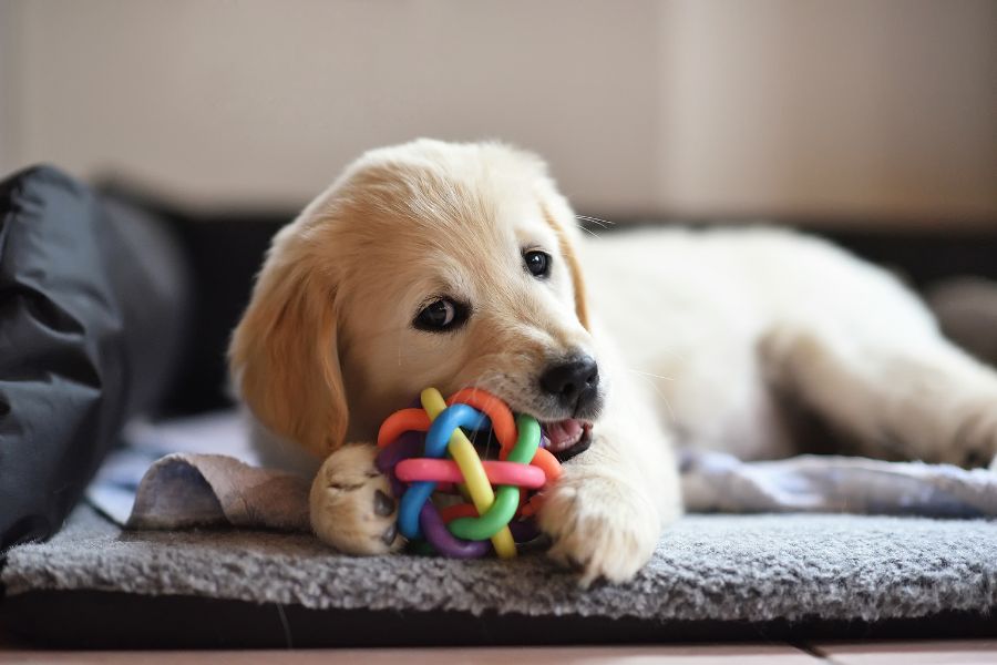 7 Expert Tips for Keeping Your Dog Out of Trouble When You're at Work 4 A young golden retriever chews a vibrant rubber toy while lying on a soft bed. Offering engaging chew toys is one of the best tips for keeping your dog out of trouble.